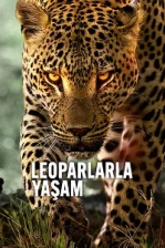 Leoparlarla Yaşam Poster