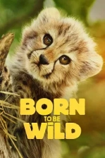 Born to Be Wild Poster