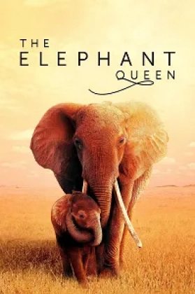 The Elephant Queen Poster