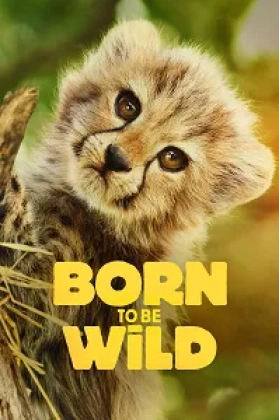 Born to Be Wild Poster